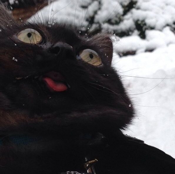 Even cats get excited about the first snow.jpg