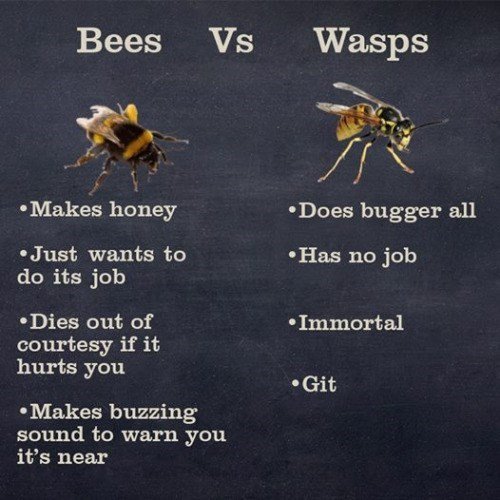Bees Vs Wasps.jpg