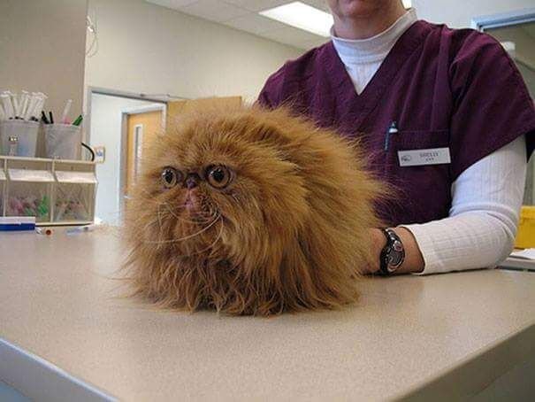 Dat moment when you realize you are at the vet.jpg